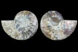 Cut & Polished Ammonite Fossil - Crystal Chambers #91159-1
